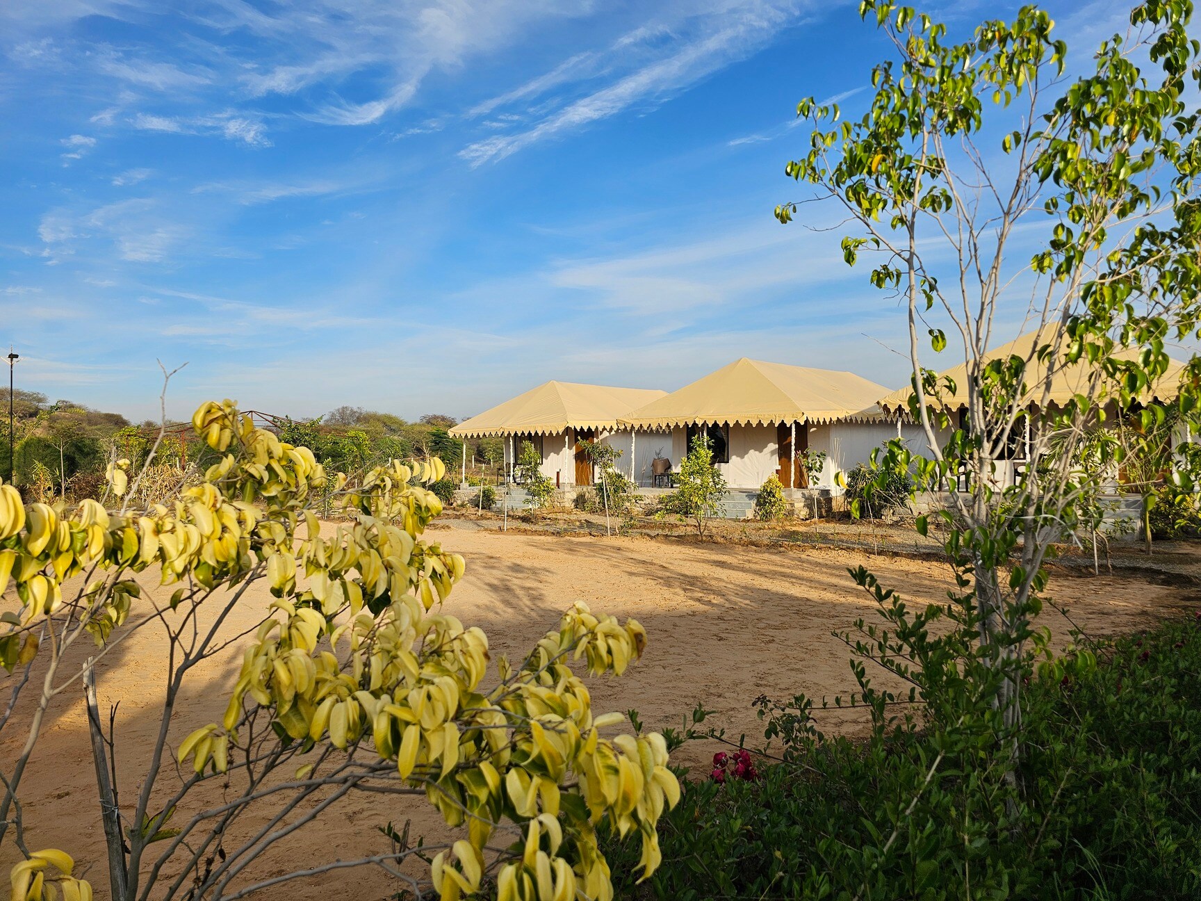 Tented accommodation surrounded by trees at The Leopard View Jawai