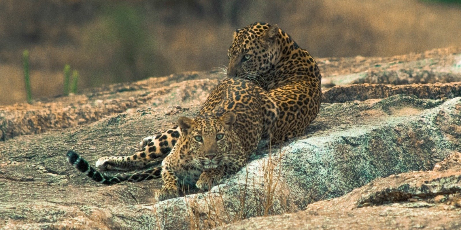 A leopard resting among the rocks in Jawai